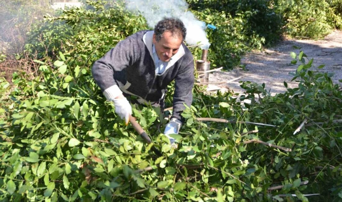 İlaç, gıda, kimya, boya ve kozmetik sektöründe kullanılan defne yaprağı,