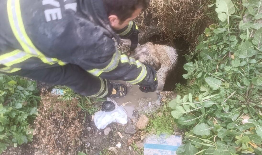 Hatay’da kuyuya düşen köpek itfaiye ekipleri tarafından kurtarılarak, doğal yaşam