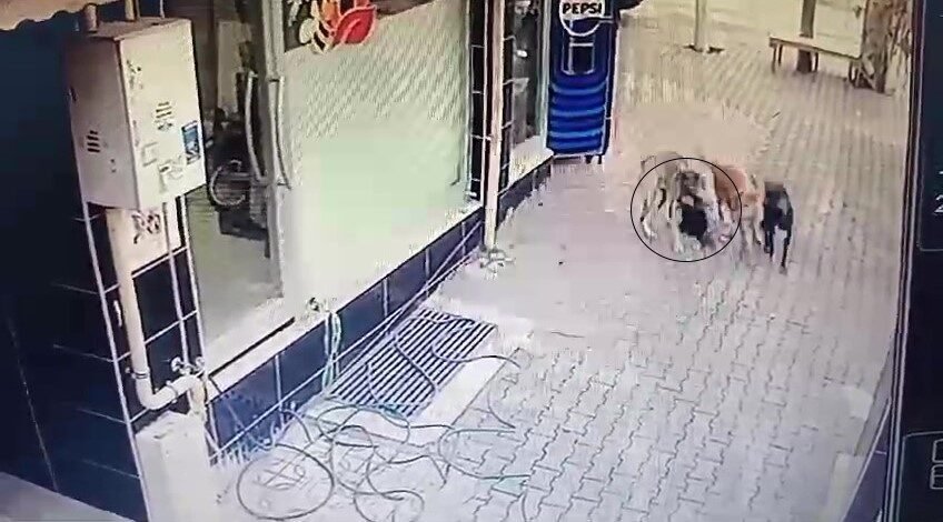 Hatay’ın Dörtyol ilçesinde sahipsiz köpeklerin bir tavuğu telef ettiği anlar