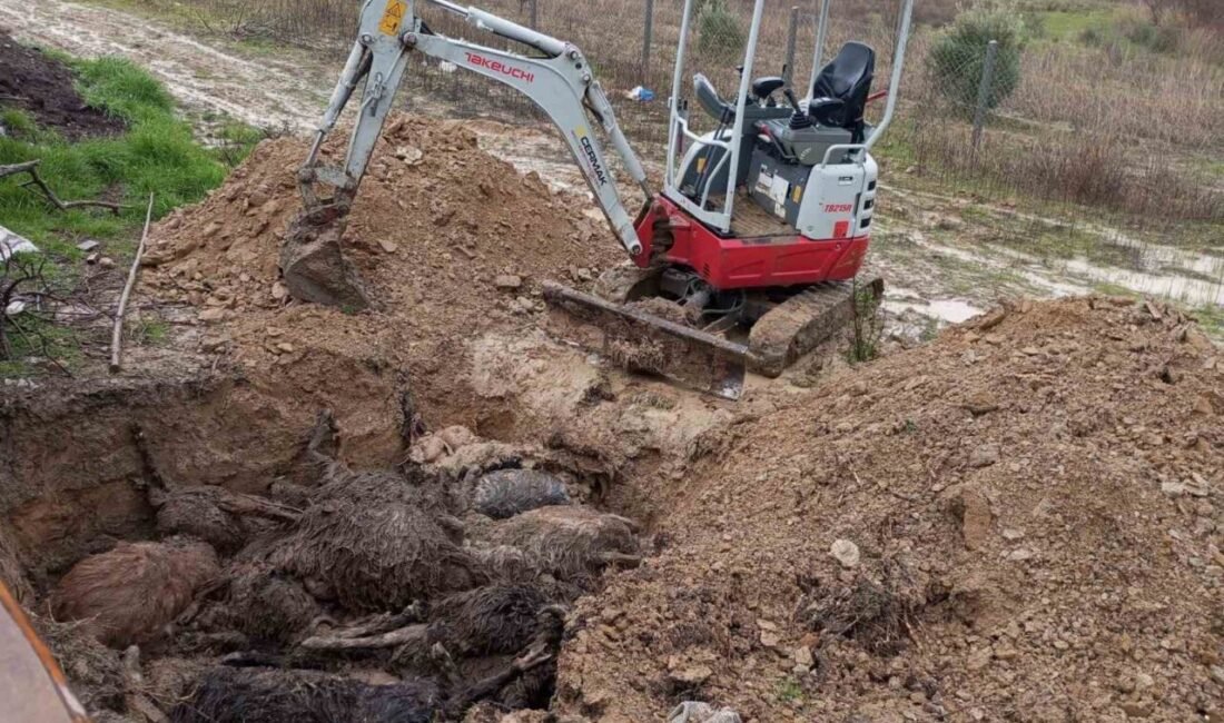 Antalya’da hayvancılıkla uğraşan Ali Özden’e ait ağılda bulunan küçükbaş hayvanlar