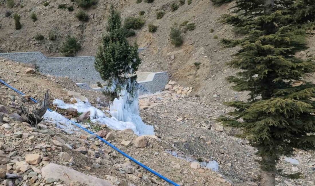 Hatay’da kırılan borudan sızan su, soğuk havanın etkisiyle çam ağacının
