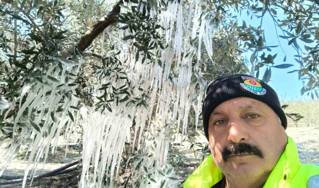 Mersin’in Tarsus ilçesinde ağaçlarda oluşan buz sarkıtları üreticiyi şoka uğrattı.