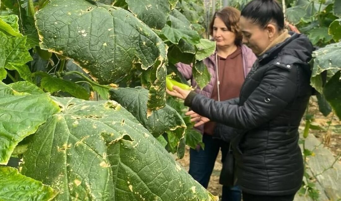 Antalya’nın Gazipaşa İlçe Tarım ve Orman Müdürlüğü, çiftçilere biyolojik mücadele