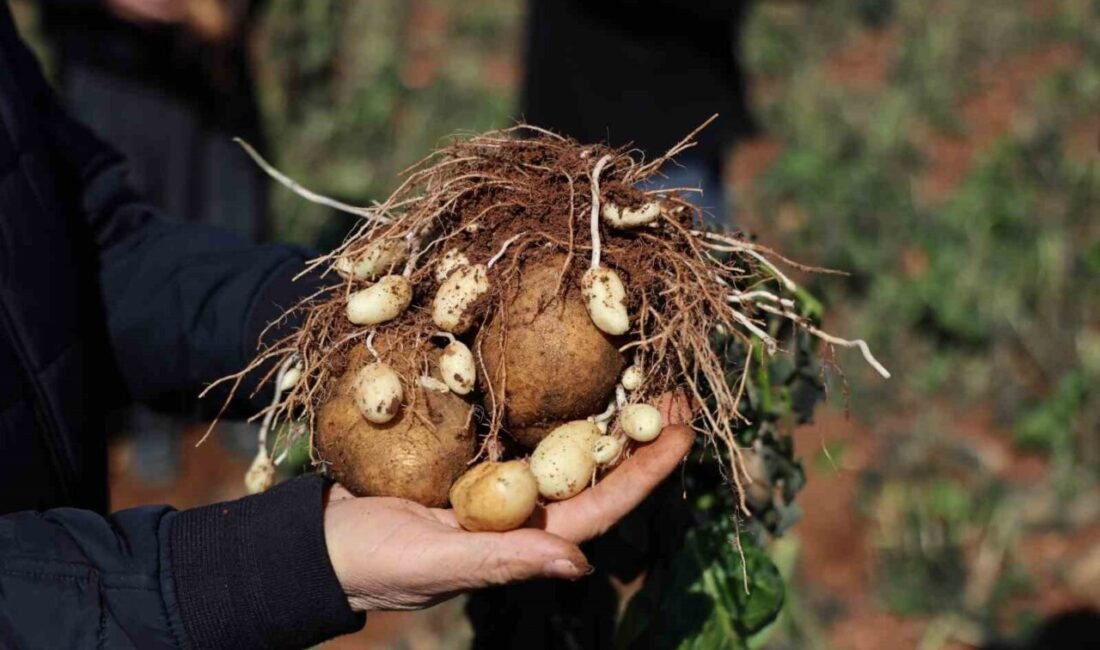 Adana’da 4 gündür yaşanan zirai don ve poyraz patates, salatalık,