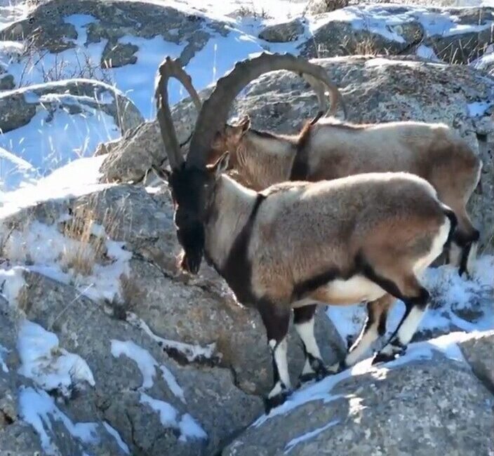 Adana’nın Aladağlar Milli Parkı’nda nesli tükenme tehlikesi altında olan, avlanması