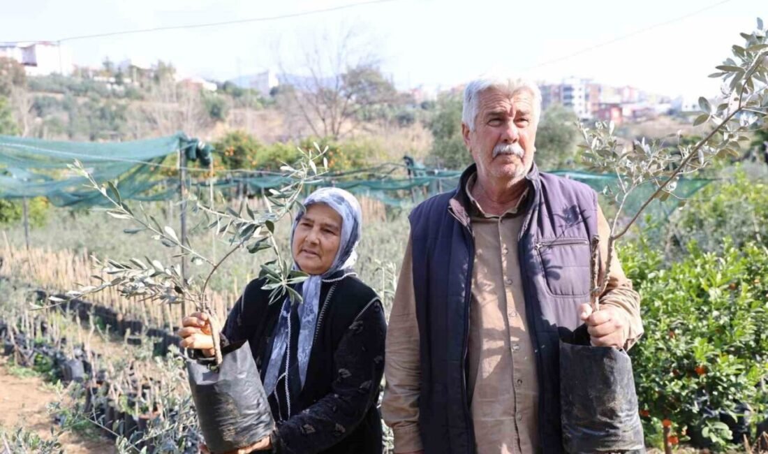 Adana’nın Kozan ilçesinde 25 yıl önce hobi olarak dağdan zeytin