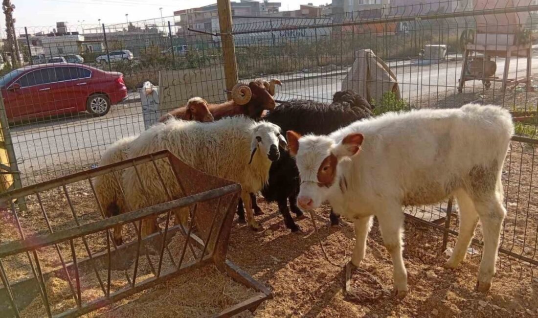 Mersin’de polisin yaptığı çalışmada yavru danayla birlikte küçükbaş hayvanları otomobille
