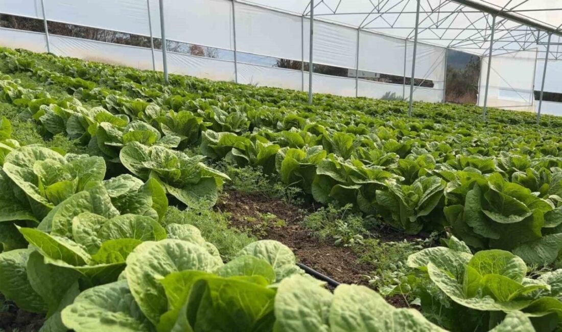 Osmaniye’de Caner ve Tuğba Canöz kardeşler devletten aldıkları hibe desteğiyle