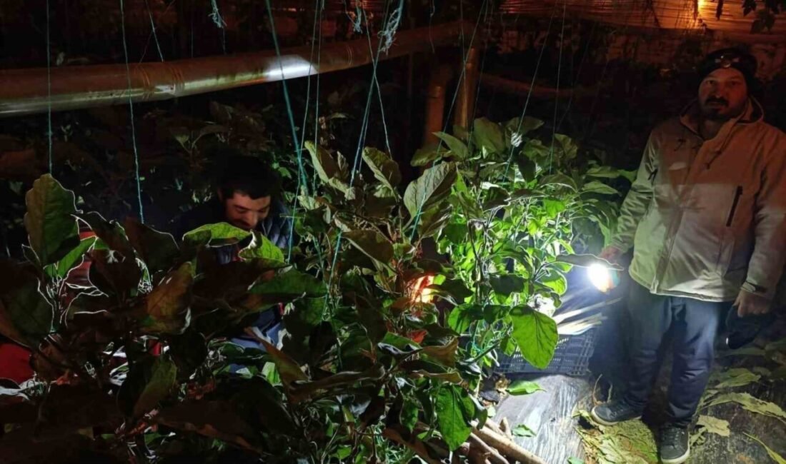 Gazipaşalı üreticiler, zirai don tehlikesine karşı seralarında soba yakarak sabaha