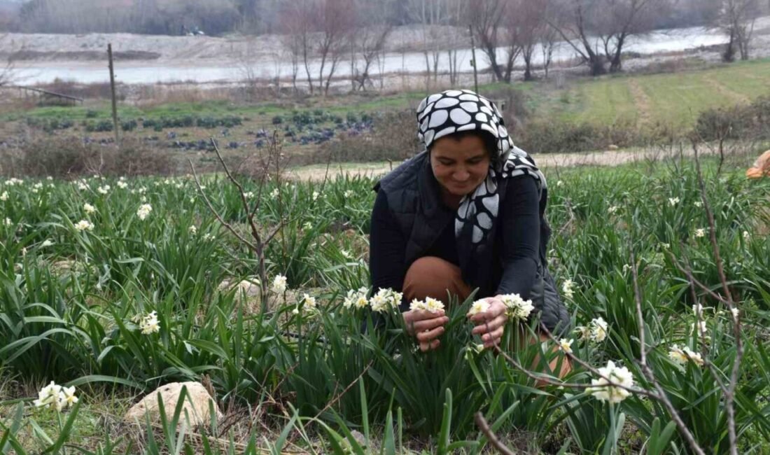 Mersin’in Mut ilçesinde hobi olarak nergis çiçeği üretmeye başlayan bir