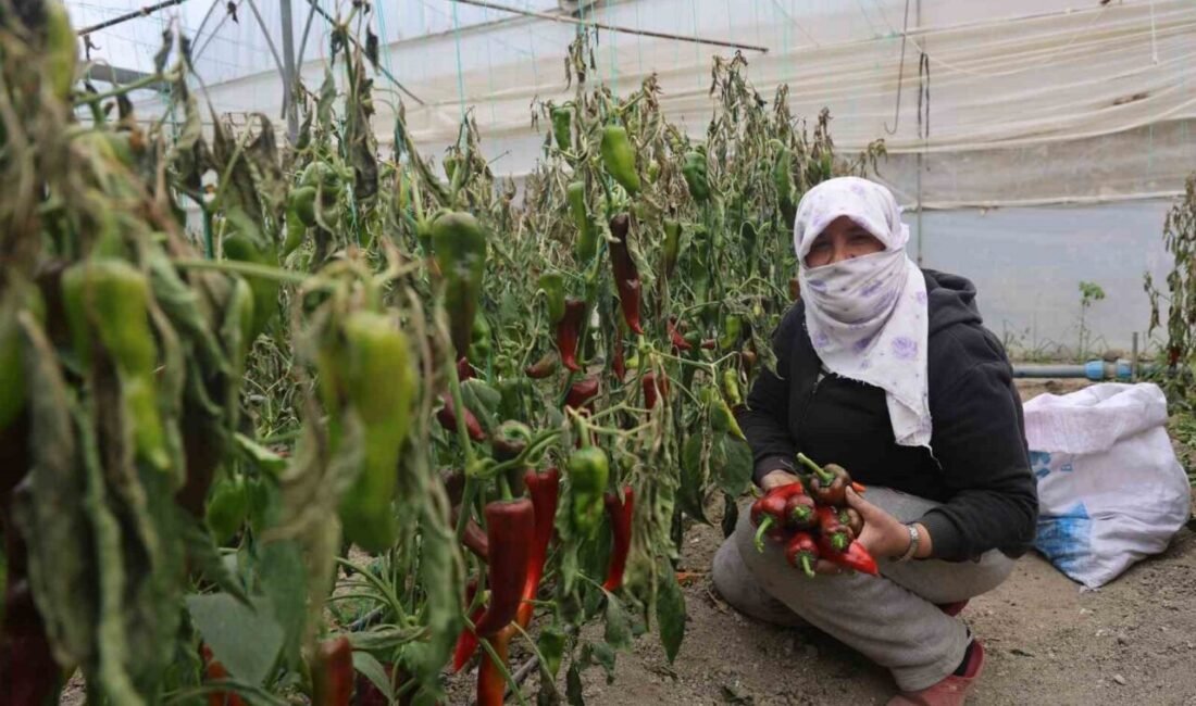 HATAY (İHA) – Soğuk havanın etkisini hissettirdiği Hatay’da yurt dışına