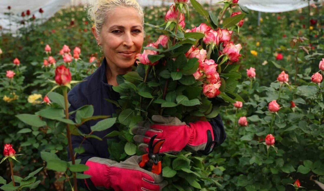 Adana’da 14 Şubat Sevgililer Günü’ne sayılı günler kala dalında gül