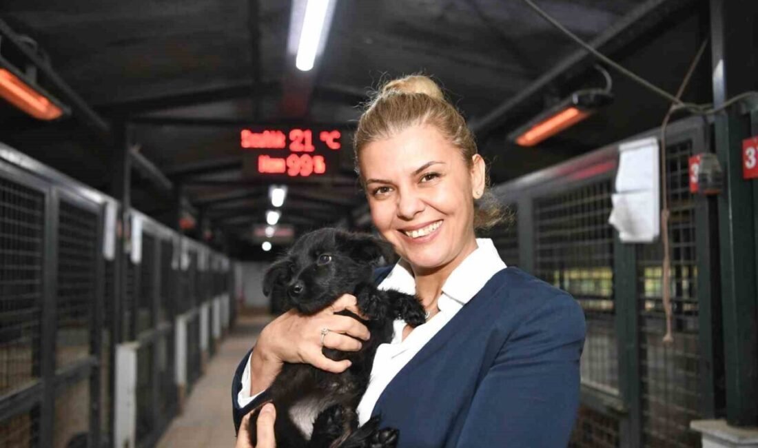 Konyaaltı Belediyesi Sokak Hayvanları Sağlık ve Rehabilitasyon Merkezi, barınaktaki kedi