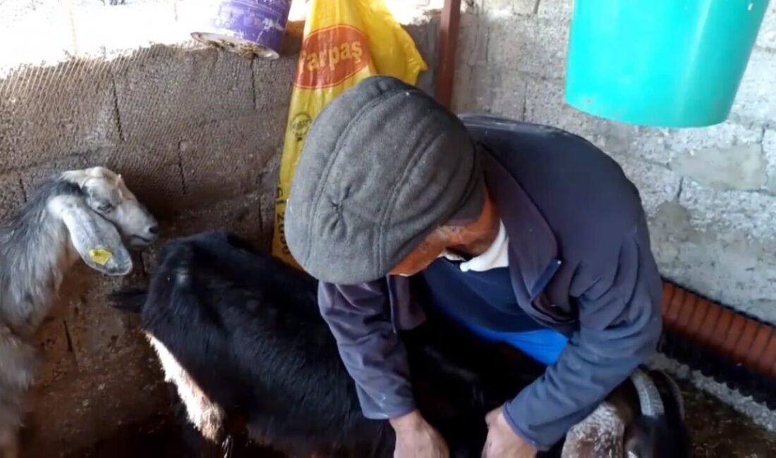 Mersin’in Silifke ilçesinde köpekler bir çiftçinin gebe olan 26 hayvanını