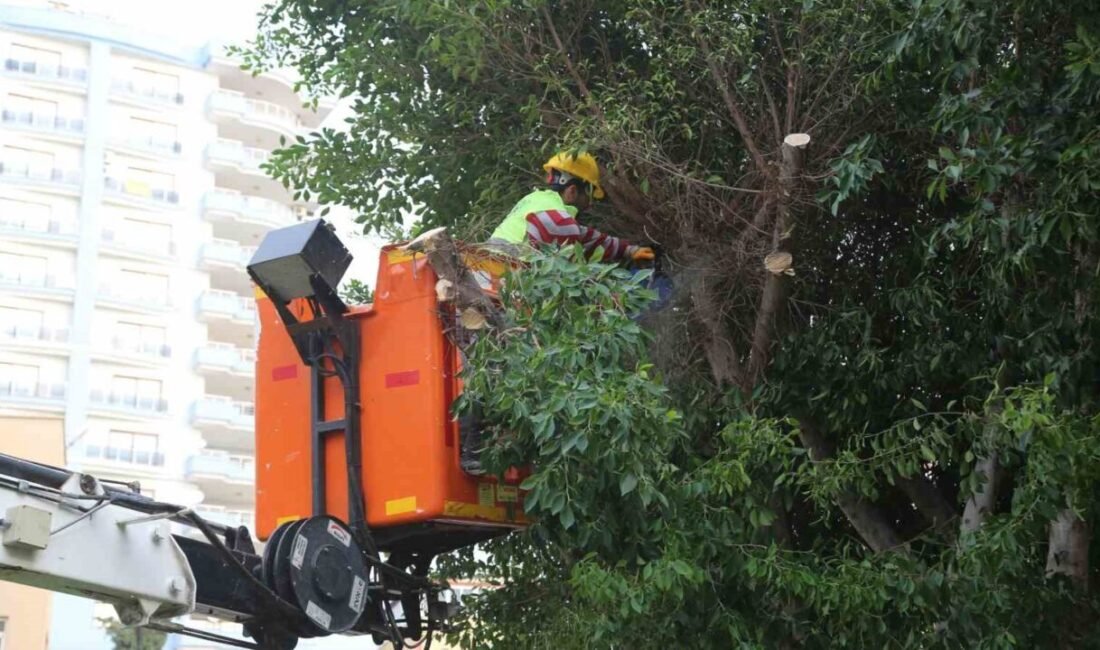 Mersin’in Erdemli Belediyesi tarafından ilçede ağaçların gelişimi için budanan dallar,