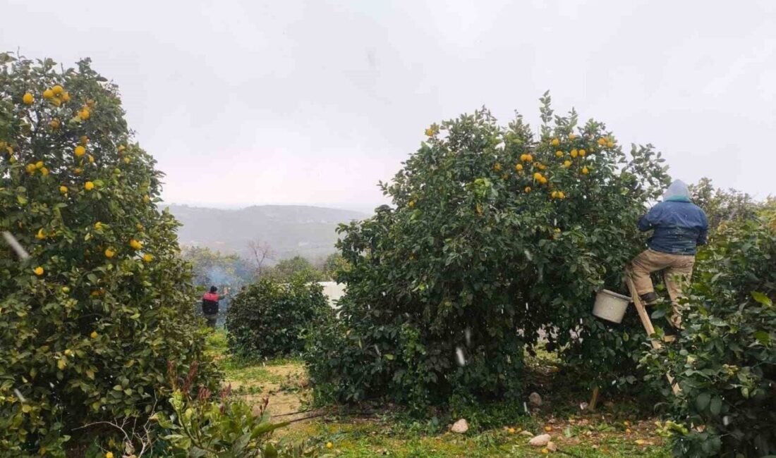 Mersin’in Erdemli ilçesinde limon hasadı yapılırken, yağan kar ise görsel