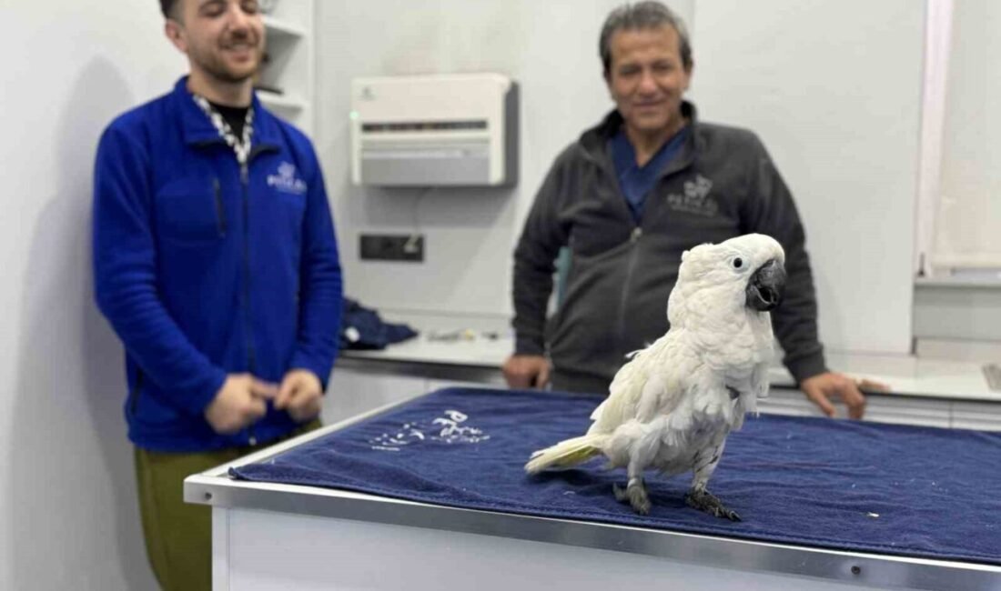 Mersin’de 4 veterinerin tedavi için kliniğe getirilen papağanla dans ettikleri