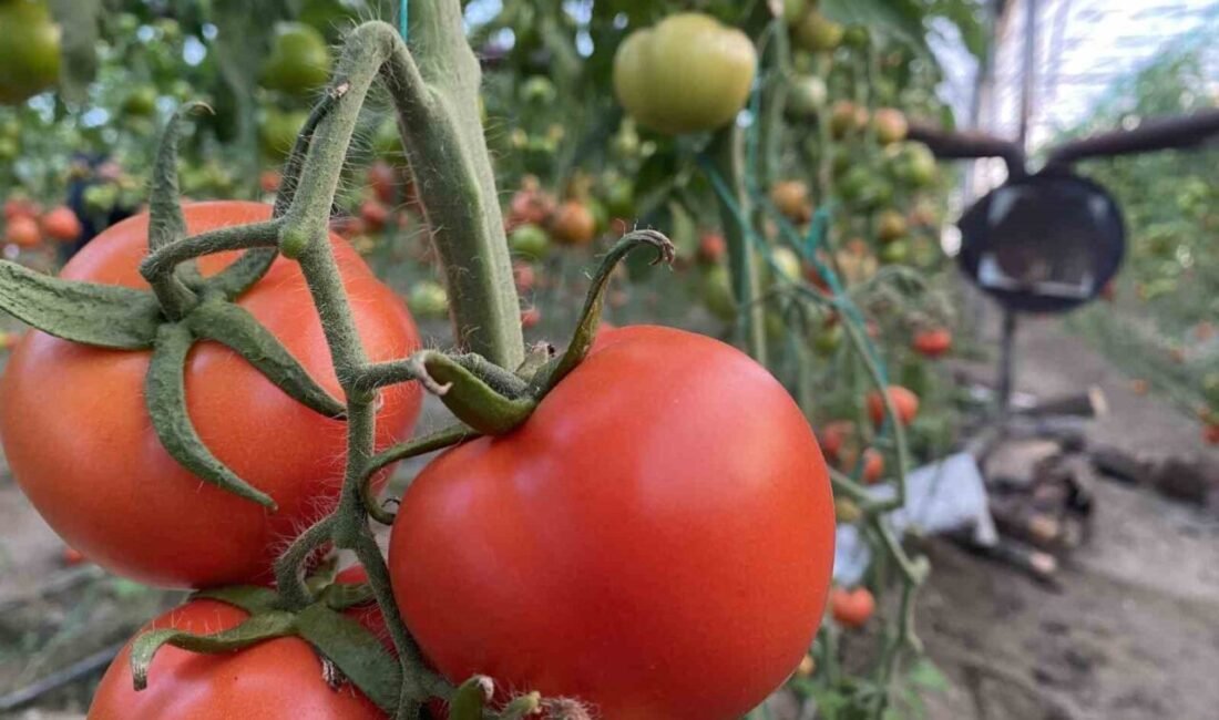 Antalya Hallerinde Ocak Ayında Domates, Sebze ve Meyve Miktar ve