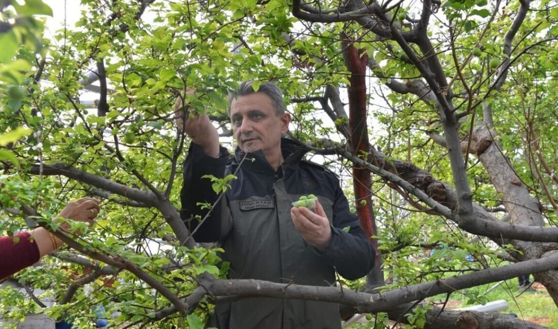 Mersin’in Mut ilçesinde ORKÖY desteği ile üretilen eriklerin hasadı yapılmayı