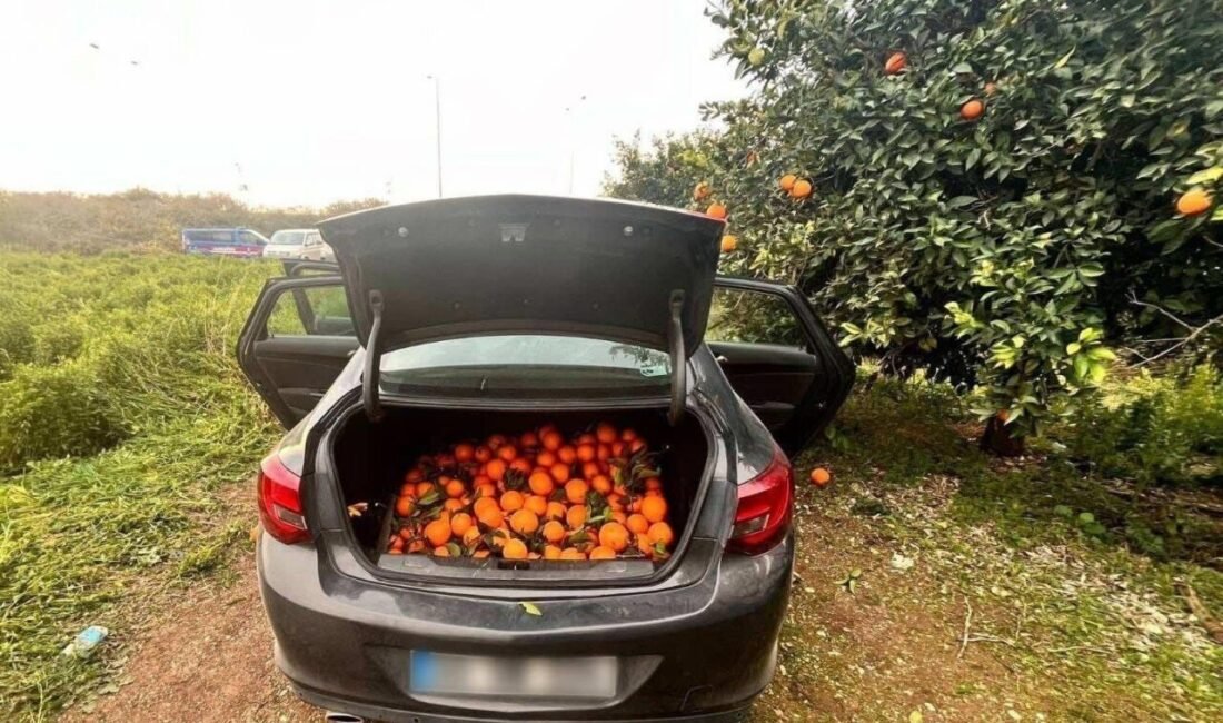 Mersin’de jandarma ekipleri bir bahçeden otomobiline yaklaşık yarım ton portakal