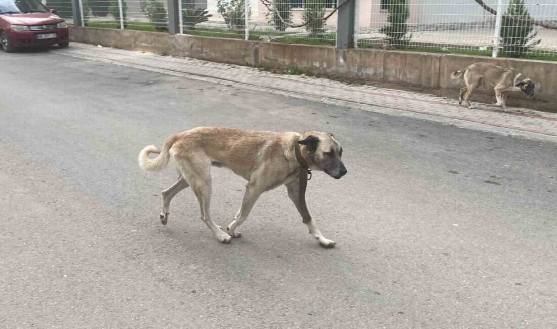 Mersin’de sokak köpeklerinin yoğunluğu dikkat çekerken, bir kadına saldırma anları