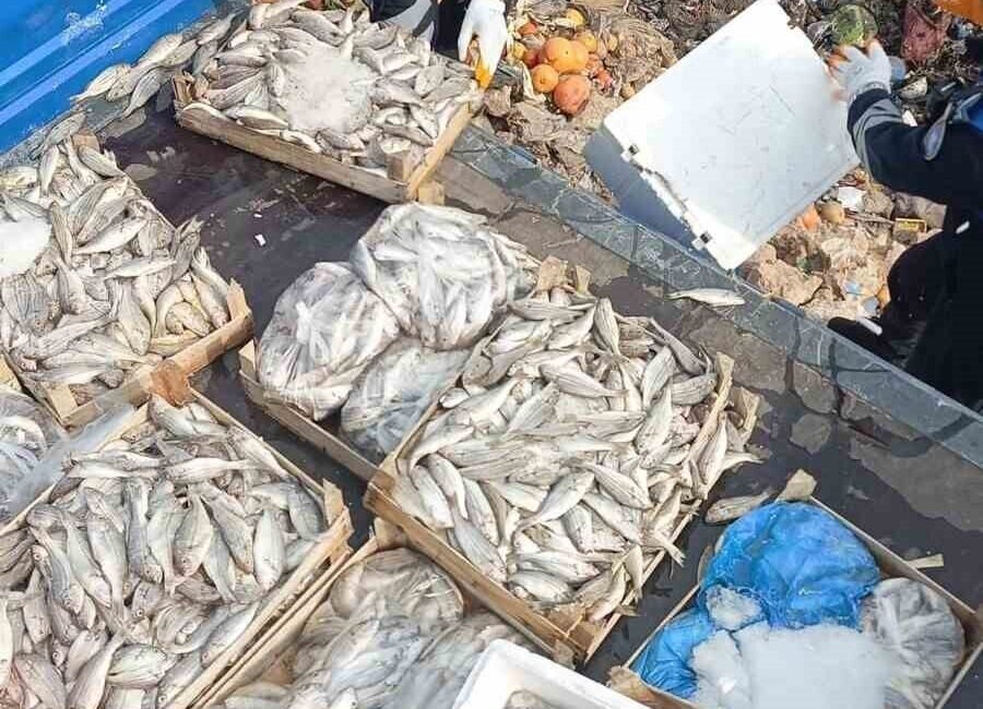 Mersin’in Tarsus ilçesinde sağlıksız şartlarda olduğu belirlenen 16 kasa balık