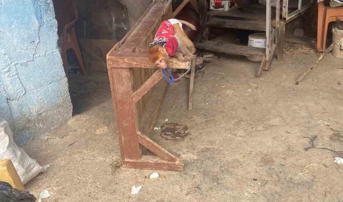 Mersin’in Tarsus ilçesinde polisin baskın yaptığı evde ele geçirilen satışı