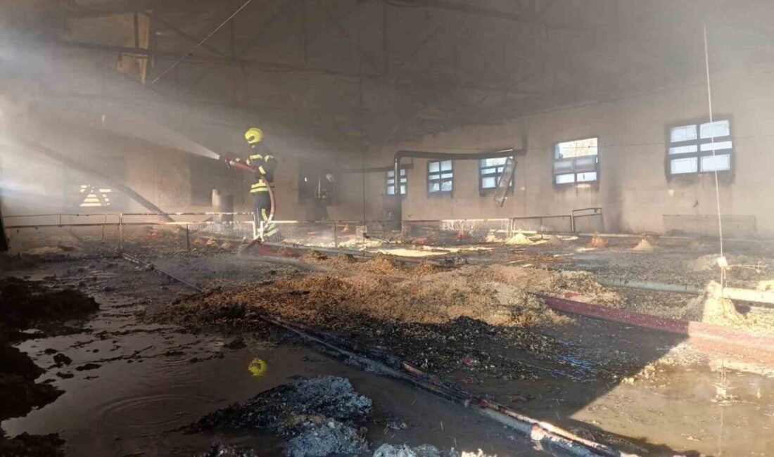 Mersin’in Tarsus ilçesinde tavuk üretim tesisinde çıkan yangında binlerce civciv