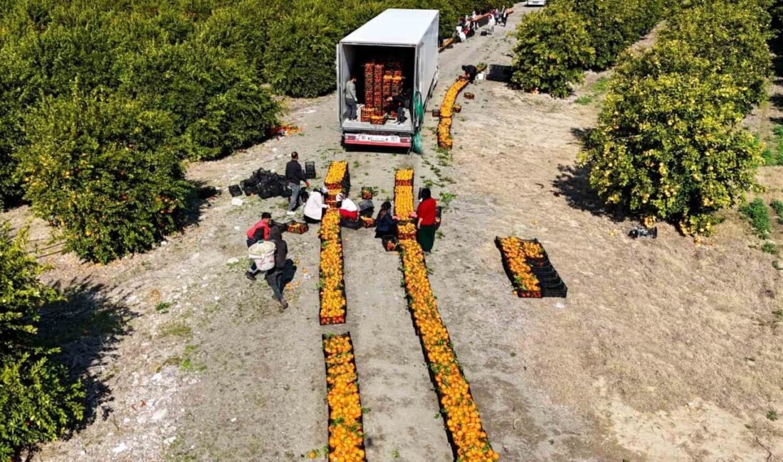 Adana’da zirai don uyarısı yapılmasının ardından üreticiler, mandalinalarını hasat etmeye