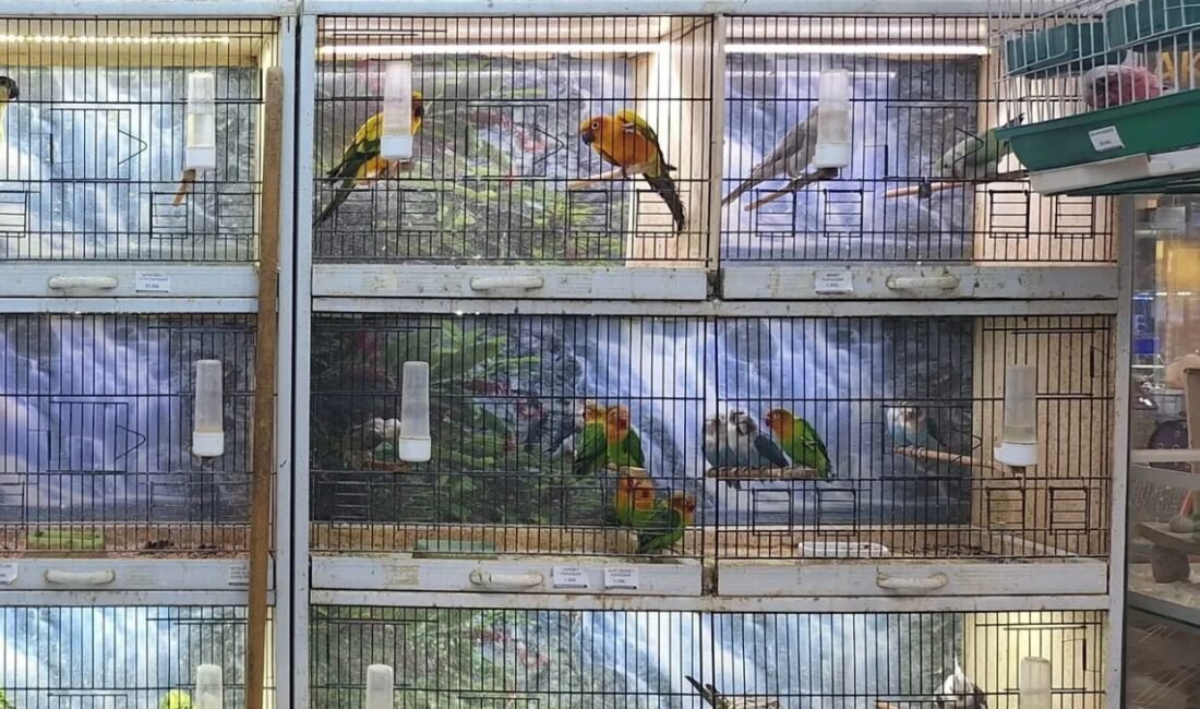 Antalya DKMP ekipleri, pet shop denetimlerinde ayaklarında bilezik veya çip