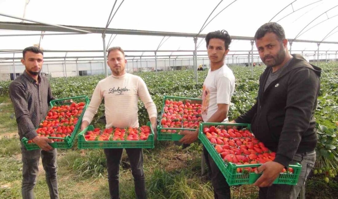 Mersin’in Silifke ilçesinde çilekte hasat sürerken, etkili olan zirai dondan