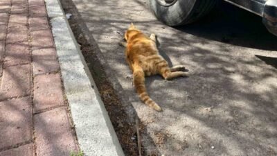 Antalya’nın Serik ilçesinde bir çöp konteynerinin yanında ve sokağın muhtelif