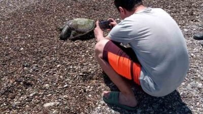 Antalya’nın Serik ilçesinde sahile ölü caretta caretta vurdu. Boğazkent sahilinde