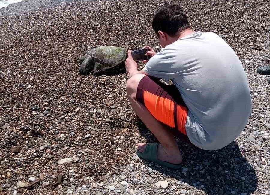 Antalya’nın Serik ilçesinde sahile ölü caretta caretta vurdu. Boğazkent sahilinde