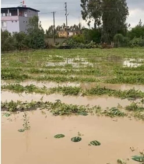Adana’nın Yumurtalık ve Karaisalı ilçesinde etkili olan yağmur nedeniyle tarım
