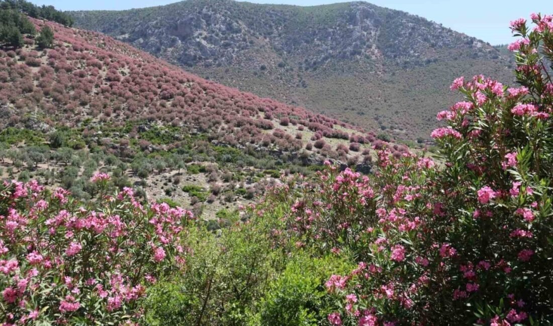 Adana’da her yıl bahar mevsiminin bu zamanlarında dağ yamaçlarını saran