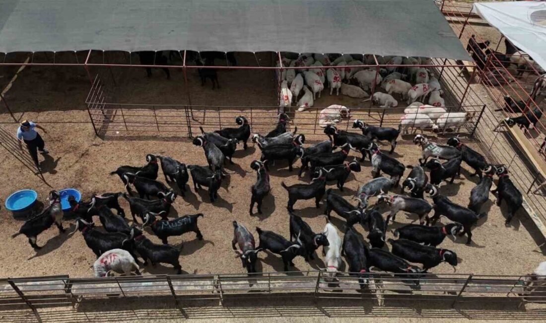 Kurban Bayramı’na sayılı günler kala Adana’da kurbanlık hareketliliği başladı. Kentin