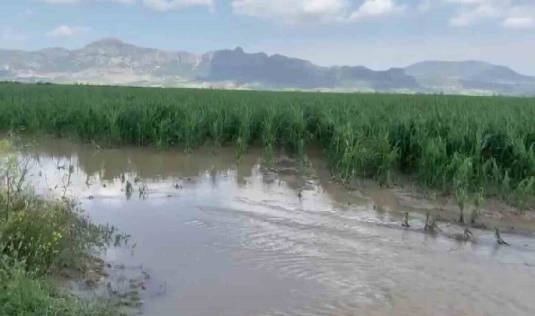 Adana’da sağanak ve dolu yağışı tarım arazilerine zarar verdi. Yüreğir