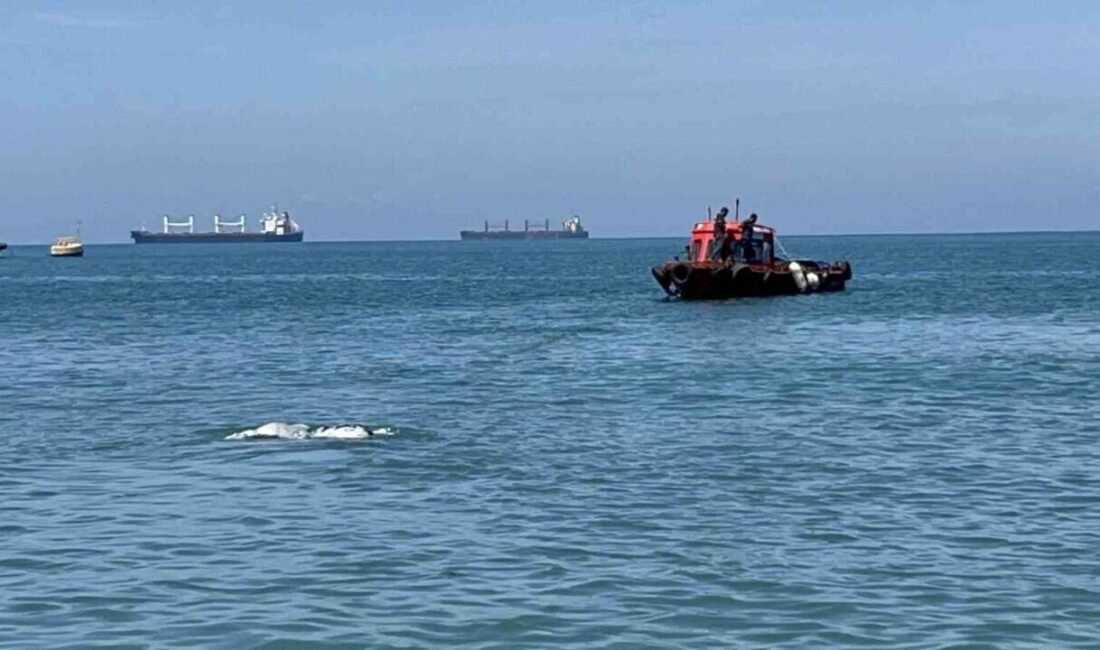 Hatay’da denize düşerek telef olan ve kıyıya vuran angus, ekipler