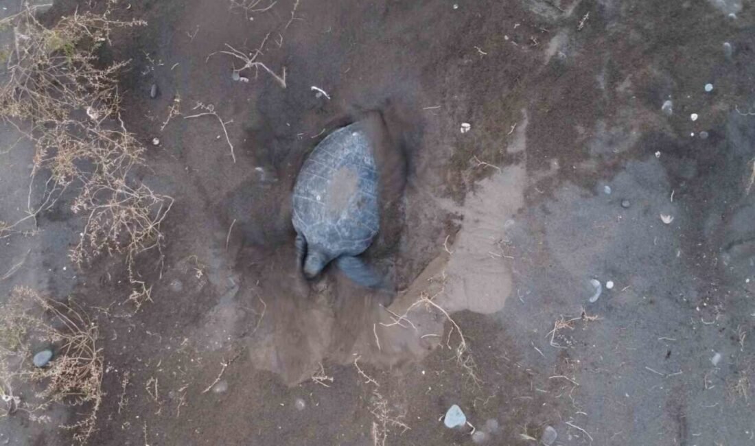 Nesli tehlike altında olduğu için koruma altında bulunan ’caretta caretta’