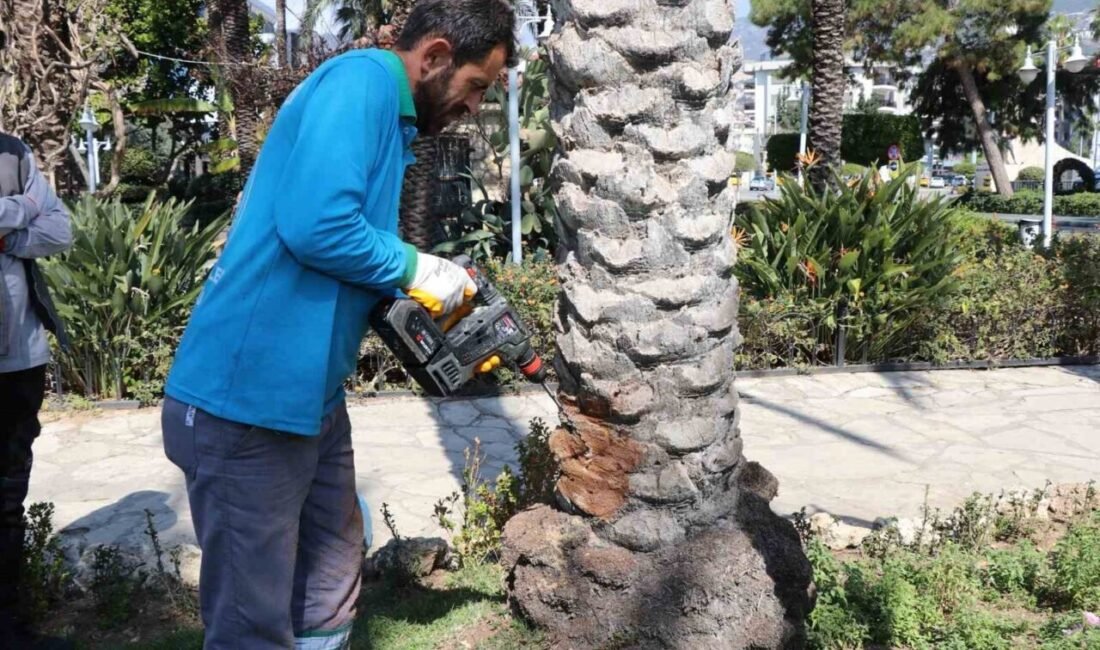 Alanya Belediyesi Park ve Bahçeler Müdürlüğü, kent genelindeki hurma ve