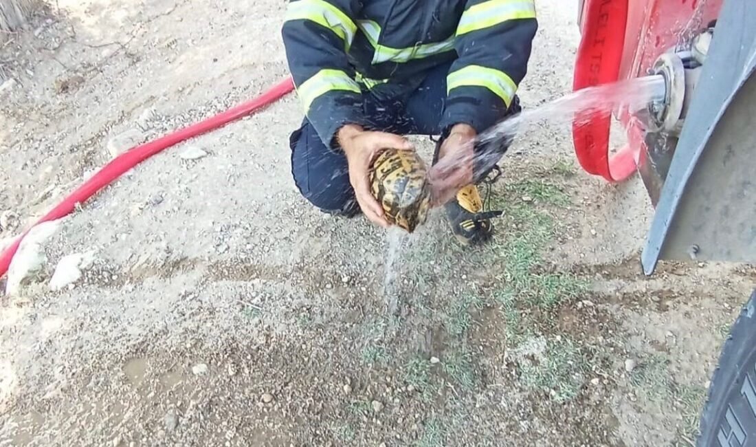 Hatay’da çıkan yangında alevlerin arasında kalan kaplumbağanın imdadına itfaiye yetişti.