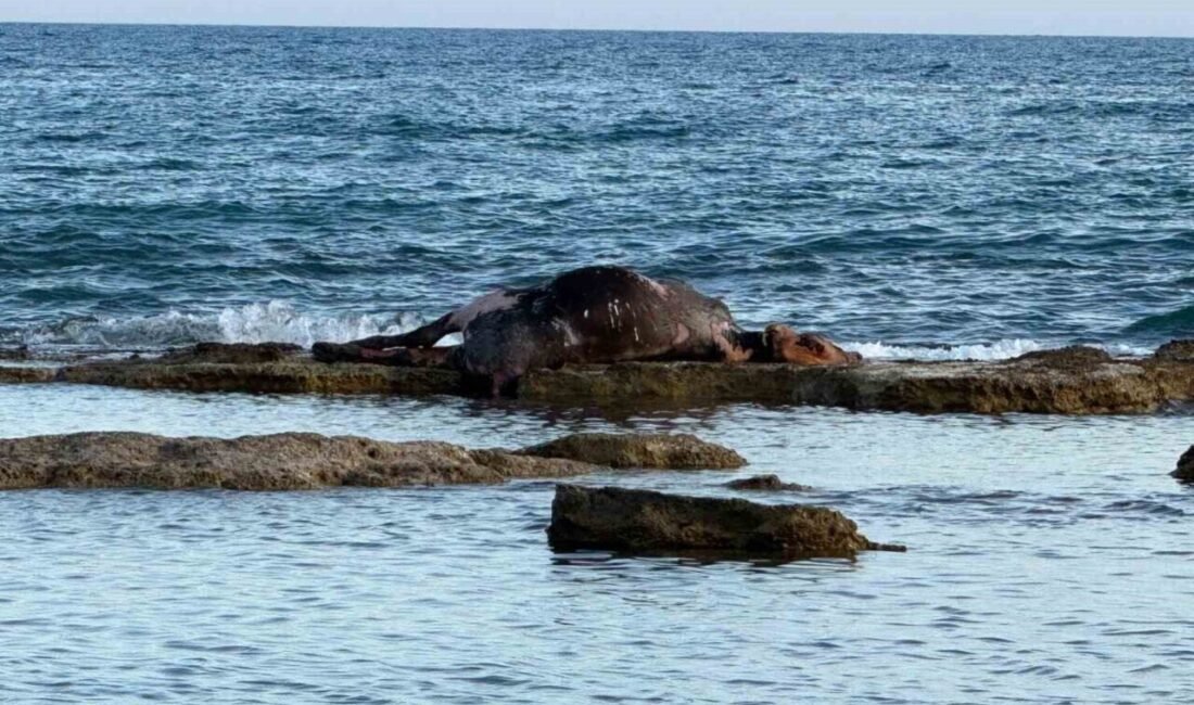 Antalya’nın Manavgat ilçesinde denize girmek isteyen vatandaşlar, denizin ortasındaki kayalıkların