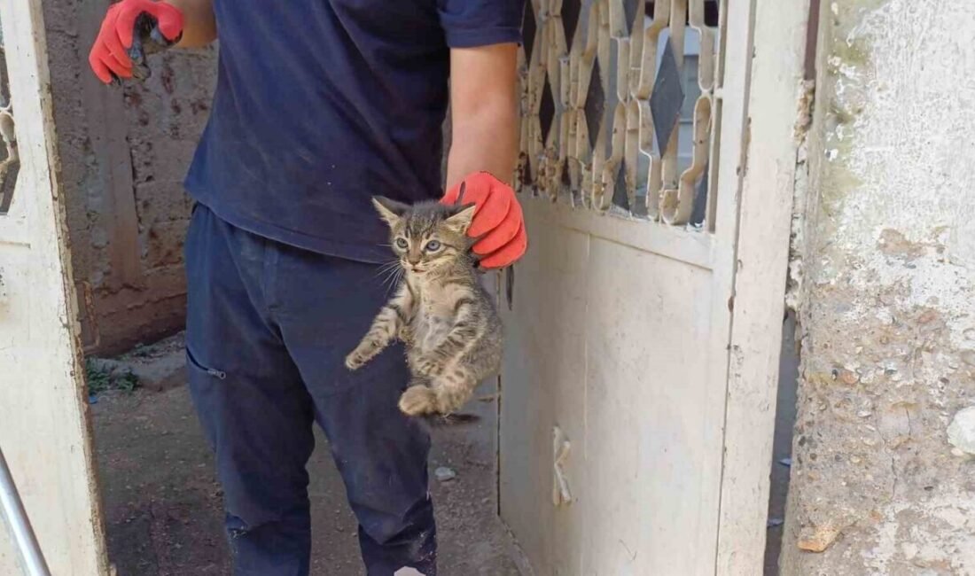Adana’da bir otomobilin motor kısmına sıkışan yavru kedi, itfaiye ekiplerinin