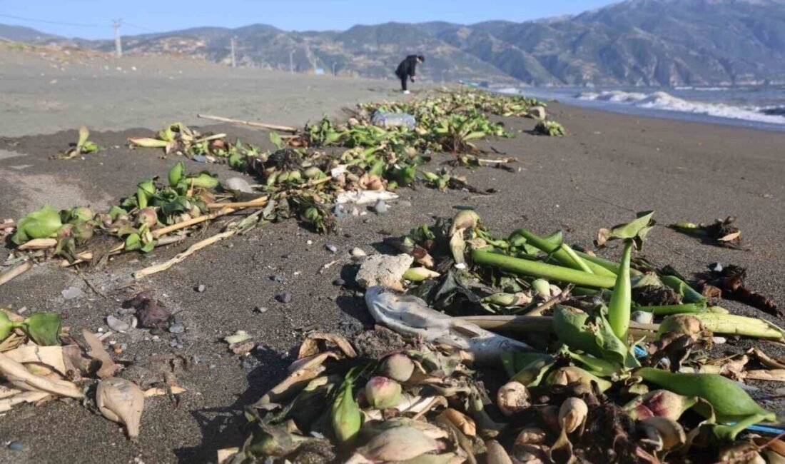 Hatay’da etkili olan aşırı yağışla birlikte Asi Nehri’nden Akdeniz’e sürüklenen