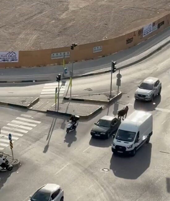 Adana’da bir atı aracın arkasına bağlayarak trafikte seyreden şahsa, bin