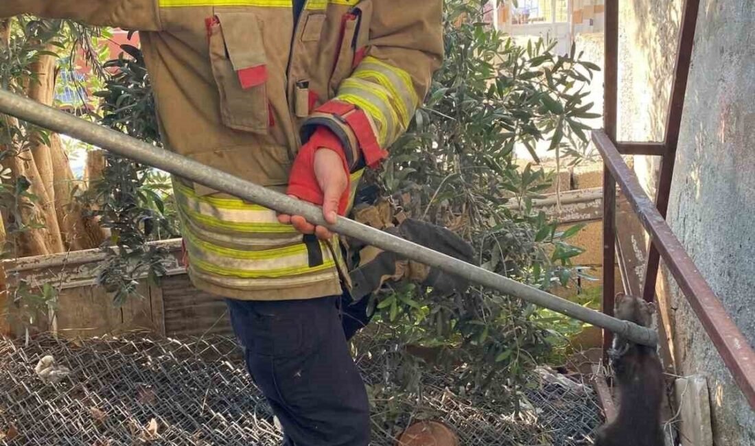 Hatay’ın İskenderun ilçesinde ava giden sansar, bir evin bahçesinde tellere