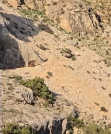 Kahramanmaraş’ta hayvanlarını otlatan çoban ayı görünce kurt gibi uludu. Çoban,