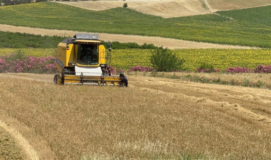 Türkiye’nin önemli üretim merkezlerinden Adana’nın Kozan ilçesinde buğday hasadı yapılırken,