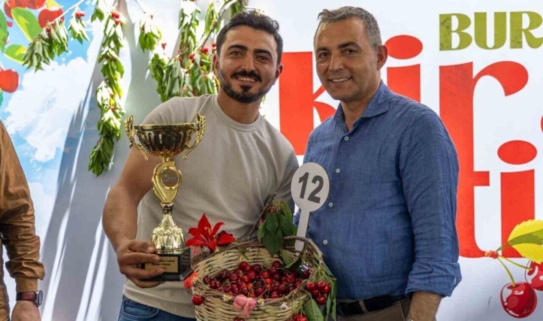 Antalya’nın Manavgat Belediyesi, aromasıyla adını duyuran Burmahan kirazı için bu